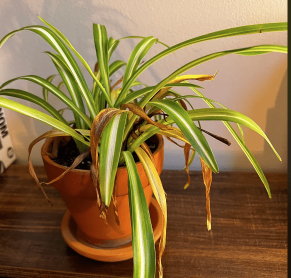 Yellow crisply leaves on curly spider plant